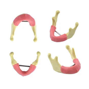 Практическая модель для имплантации зубов со смолой для имплантации десен и губчатой костью